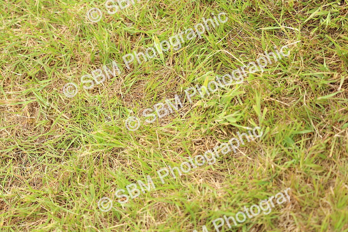 SBM_10425 - Class 44-45 - LIHS BSPS Open Nursery and Cradle Stakes