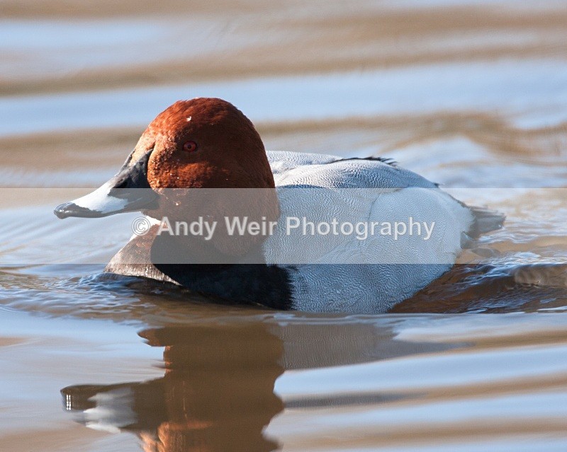 20100307-012 - Pochard