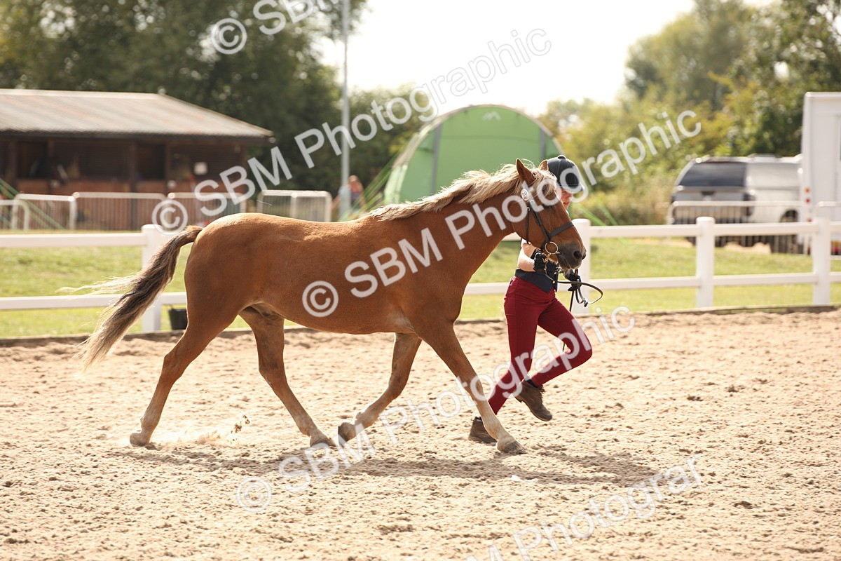 SBM_08137 - Class 27 - IH Competition Horse-Pony