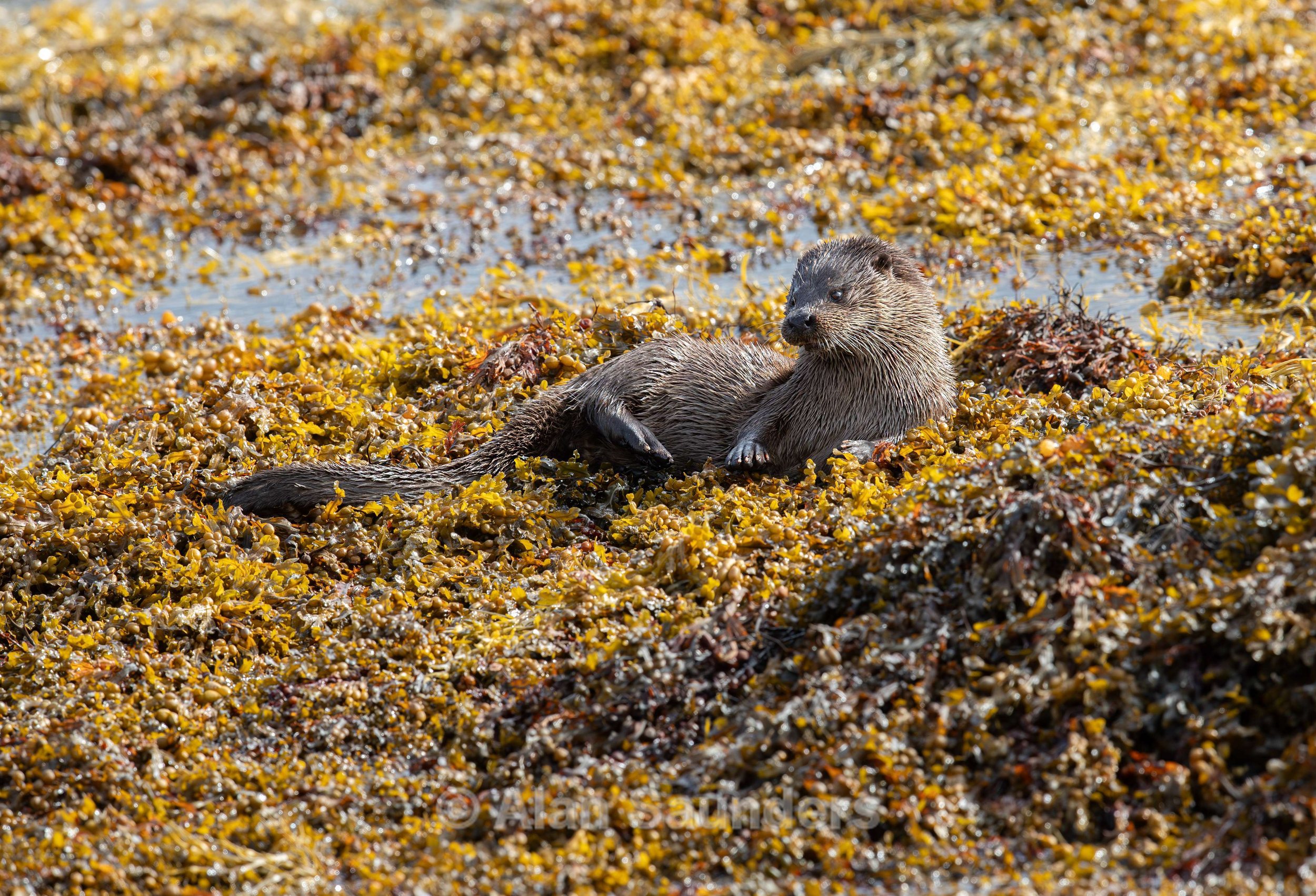 Eurasian Otter 43