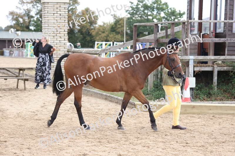 20260831-2349 - Class 9 - Show Pony and Show Hunter