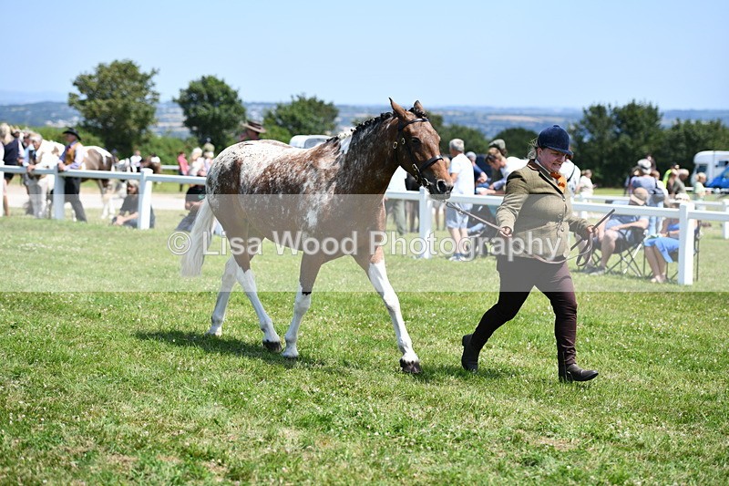 DSC_7516 - Class 63: Coloured Horse Youngstock