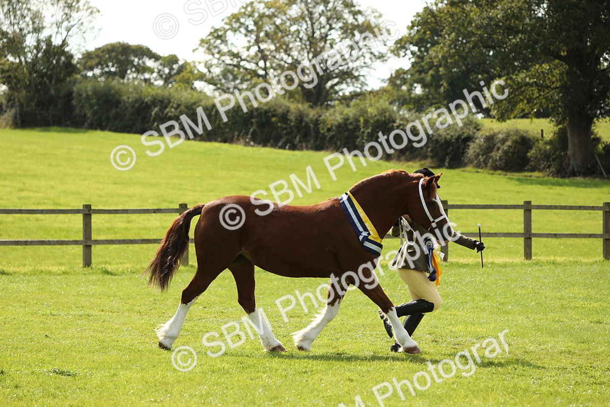 SBM_66385 - In Hand Pony & Youngstock Supreme Championship