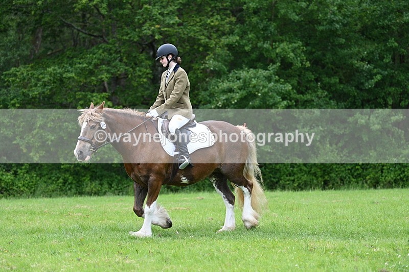WJ7_4508 - Class 14B Prettiest Mare