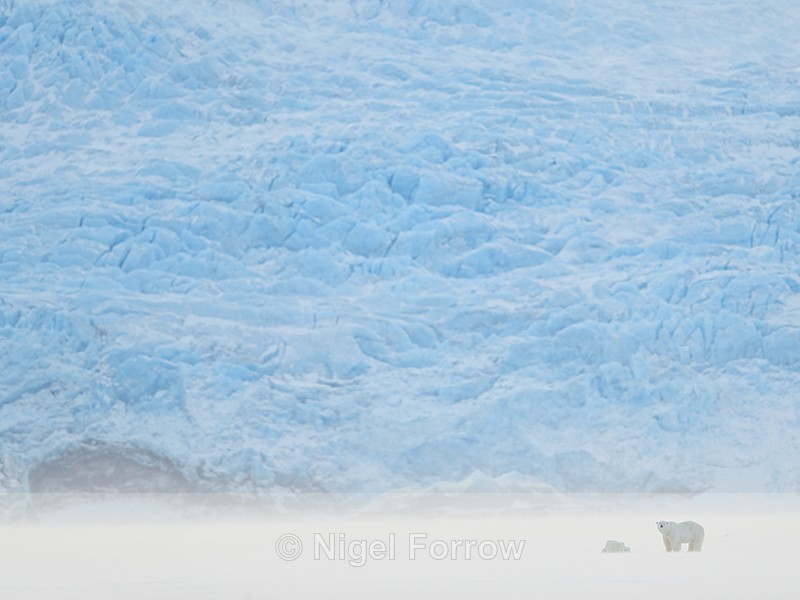 Polar Bears & glacier face, Svalbard, Norway - Polar Bear