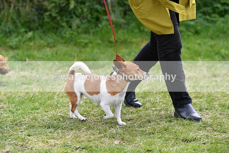 WJ5_0294 - Class 7 Best Terrier