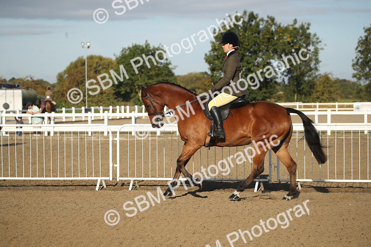 SBM_11540 - Class 502 - Riding Club Horse