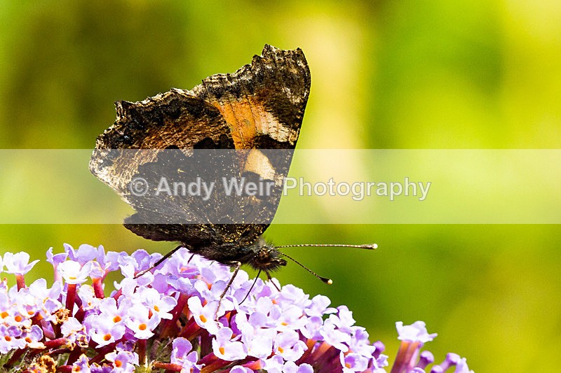 20130727-_MG_5044 - Butterflies & Moths