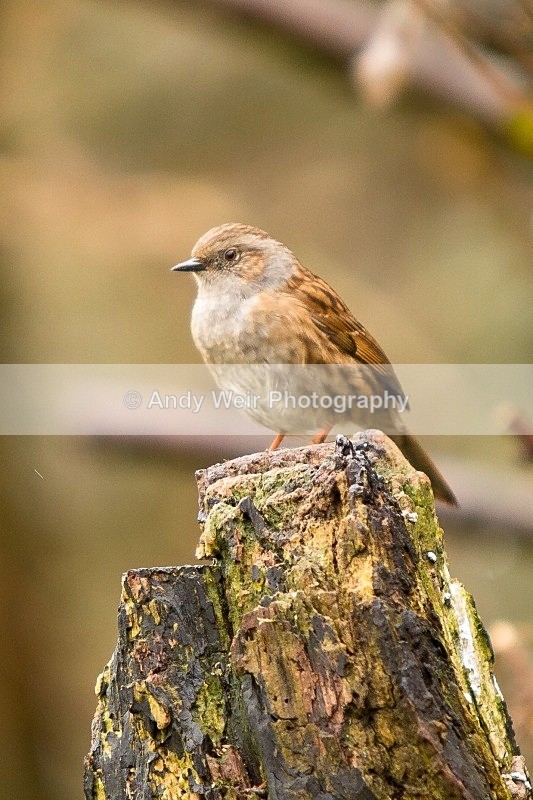 20120218-_MG_8751 - Dunnock (Hedge Sparrow)