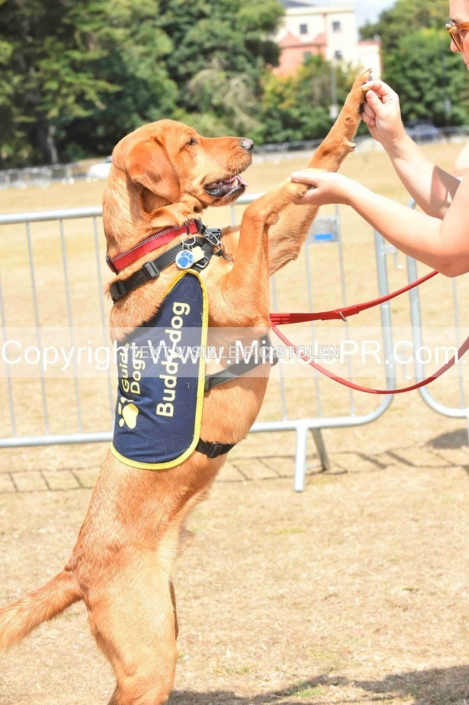 SH4_0220 - Dog show.