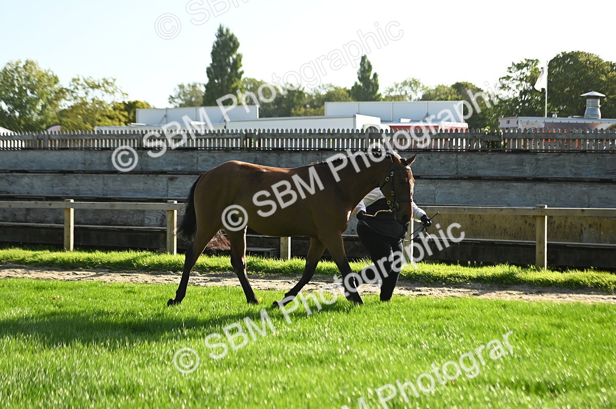 SBM_14720 - S1 - TSR in Hand Horse & Pony Showing