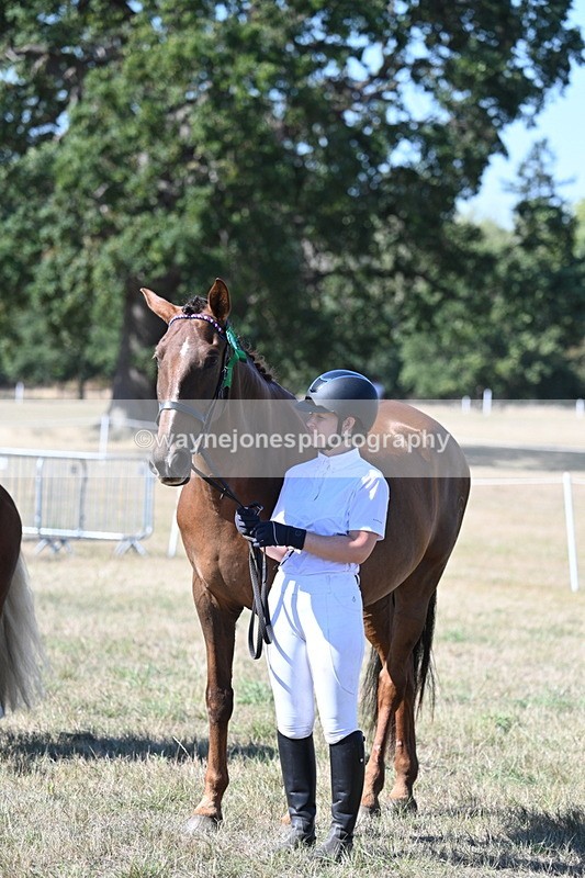 WJ7_1700 - Class 42 Most Handsome Gelding