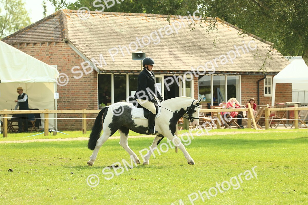 SBM_66603 - S34 - Rehabilitated Rescue Horse & Pony In Hand & Ridden