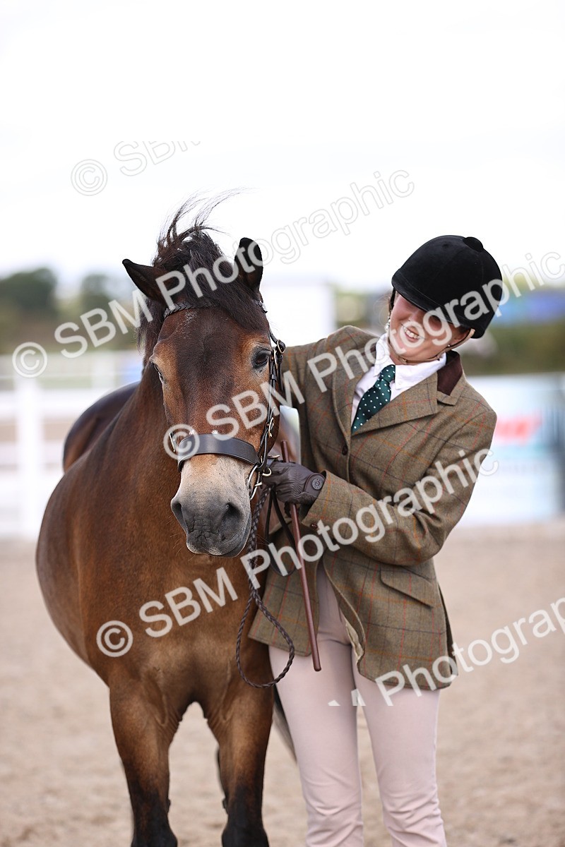 SBM_14404 - Class 412 - Handsomest Gelding (IH or Ridden)Adult