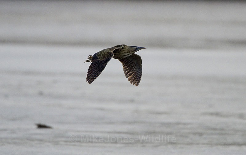 BITTERN, LEIGHTON MOSS, JAN 2011 - BITTERNS