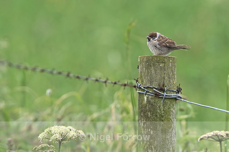 Young Tree Sparrow on post, RSPB Bempton Cliffs - Tree Sparrow