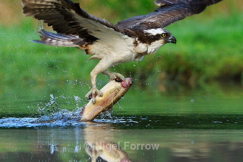 Close-up of Osprey dragging a fish in water, Rothiemurchus - Osprey