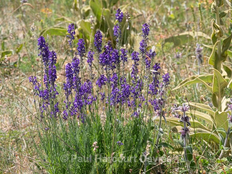 Purple toadflax (Linaria purpurea) - Gargano - Wild Flowers