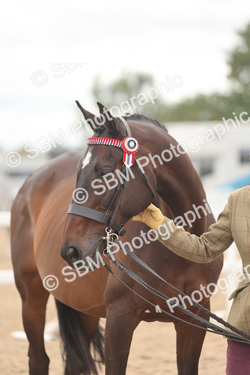 SBM_17098 - Class 313 - IH Retired Racehorse