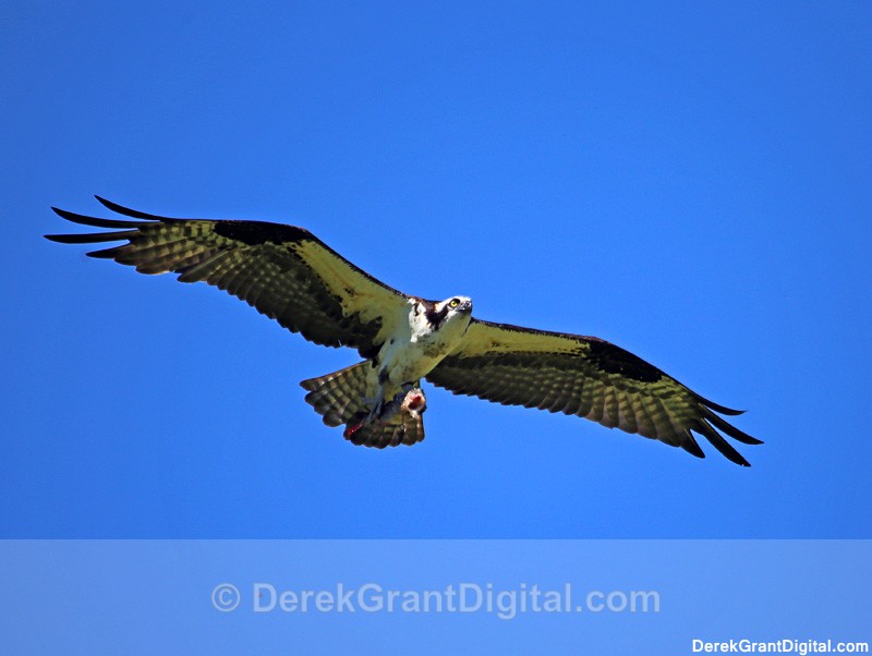 Osprey in Flight - 1