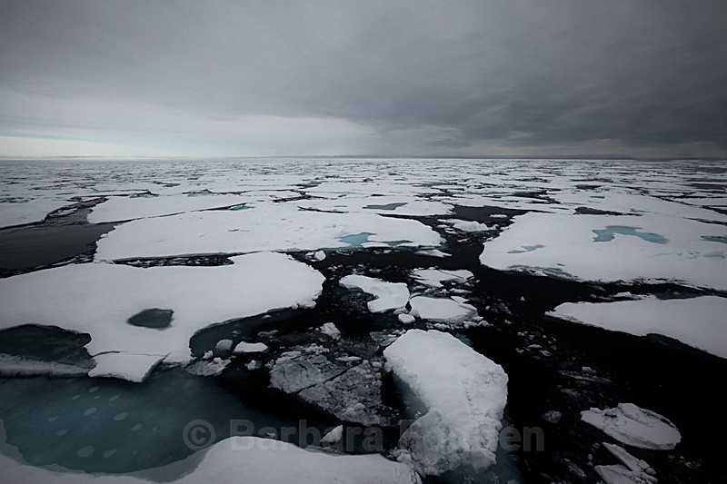 Packice  6901 - Trip with MS Expedition August 2016