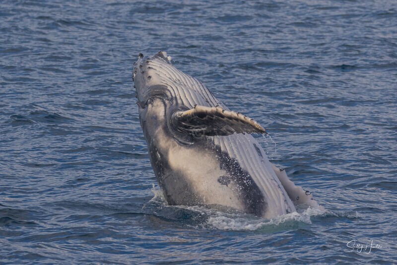HB Calf Breach 1. 0A3A8174 - 2025 Hervey Bay Whales