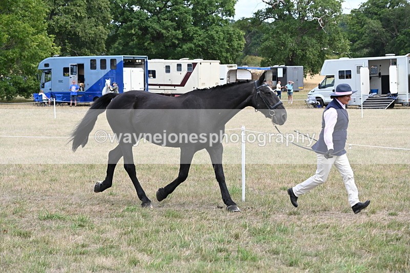 WJ6_5975 - Class 19 In-hand Veterans (Uploaded correct folder)