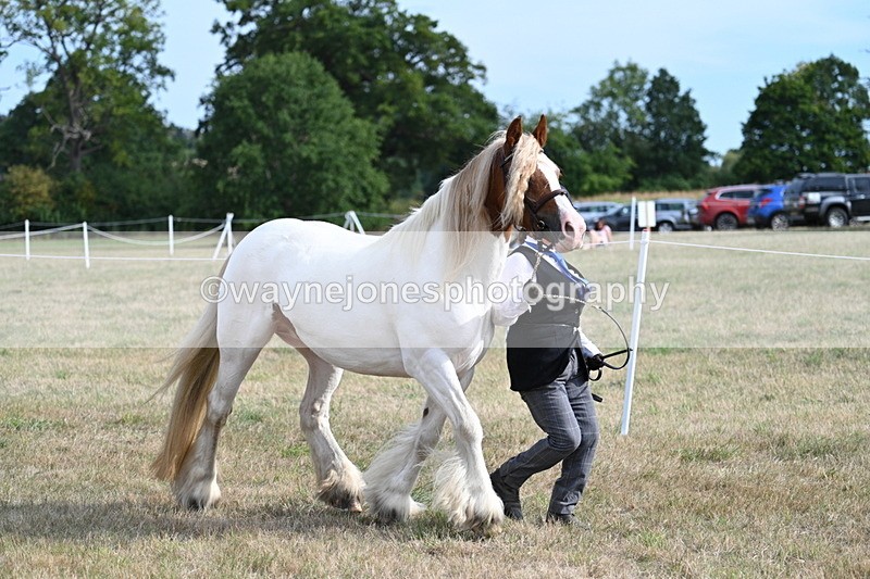 WJ7_8162 - In-hand Championship
