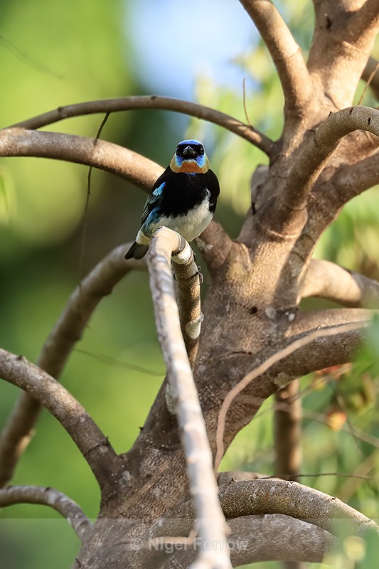 Golden-hooded Tanager front view, Osa Peninsula, Costa Rica - Golden-hooded Tanager