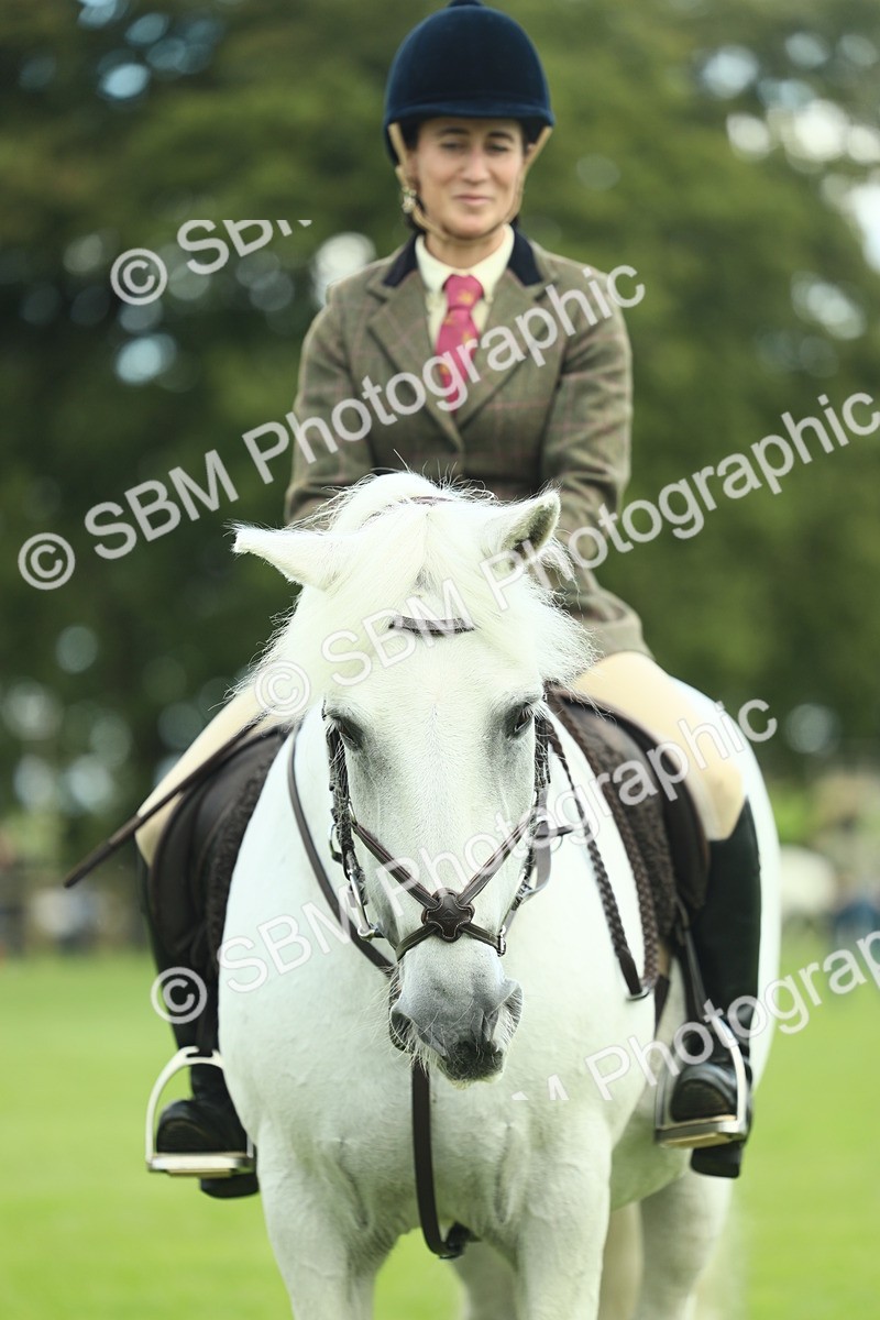 SBM_42175 - S29 - Novice & Newcomers Working Hunter Pony