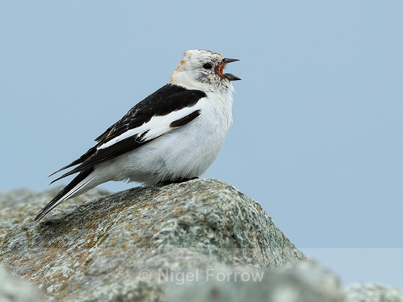 Snow Bunting (male) singing, Jokulsarlon, Iceland - Snow Bunting