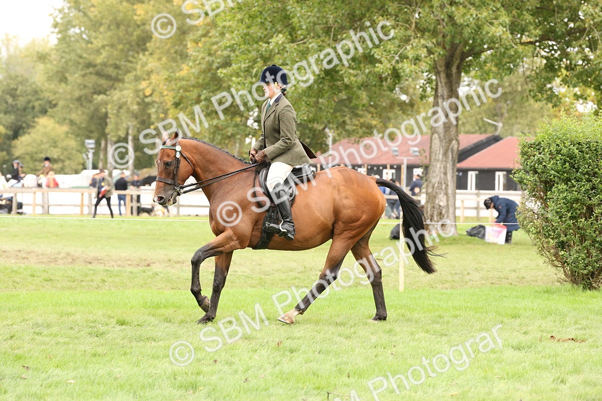 SBM_64264 - S65 - Riding Horse & Hack & Thoroughbred Ridden