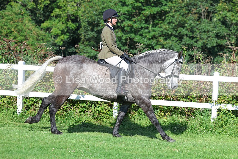 3E7A7837 - Class 2: Open Working Hunter pony