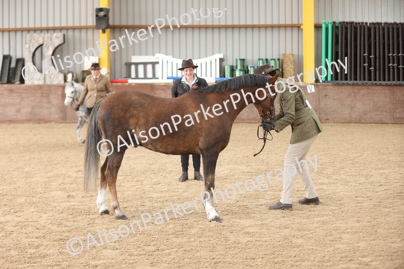 20251109-0647 - Class 22 - Geldings 4 Years and over