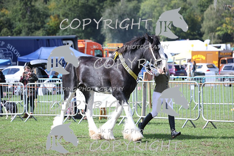 APP_3453 - Class 6 Young Handlers