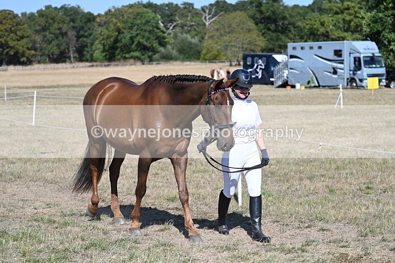 WJ7_1443 - Class 42 Most Handsome Gelding