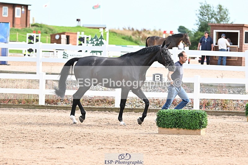 240717A-163625-03440 - Trot Up 4pm to 5pm