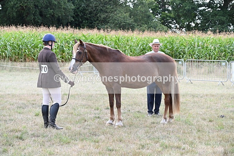 WJ6_6673 - Class 20 In-hand Cob