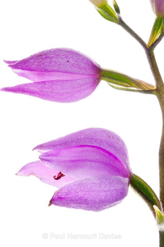  - WB: Orchids - Various