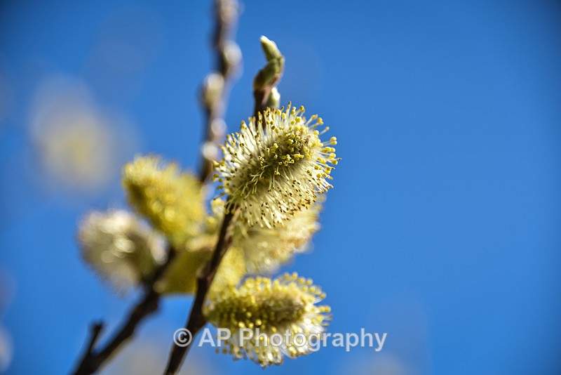 Catkin Pussy Willow-2250 - Plants
