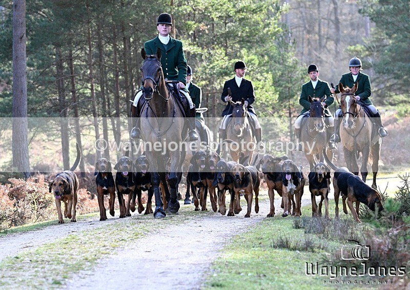 WJ7_7657 - Berks & Bucks - New Forest Bloodhounds 13-12-25
