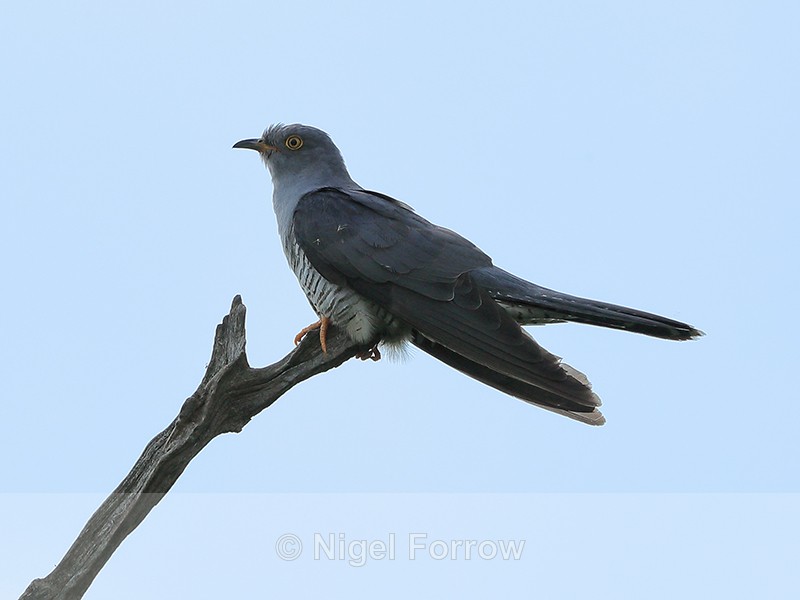 Cuckoo (male), 1st screen, Otmoor RSPB - Cuckoo