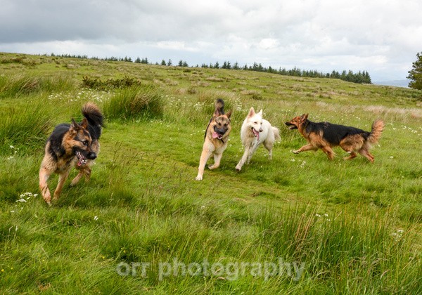  - Dogs