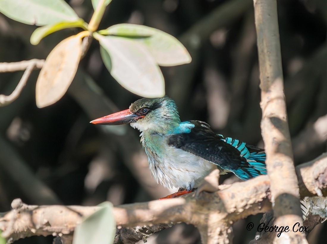 Blue Breasted Kingfisher - Gambia 2025