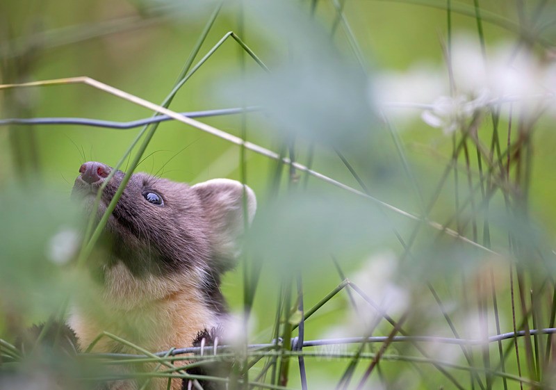 Pine Martin, Ardnamurchan, Scotland - PINE MARTENS