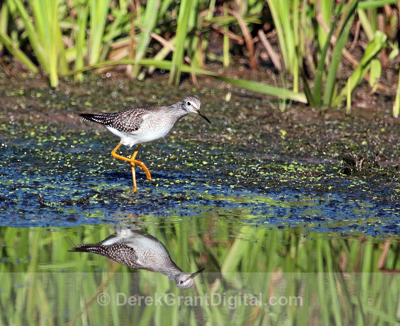 Lesser Yellowlegs - Birds of Atlantic Canada