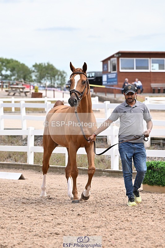 250716-142454-01076 - Trot Up 1.30 to 2.30