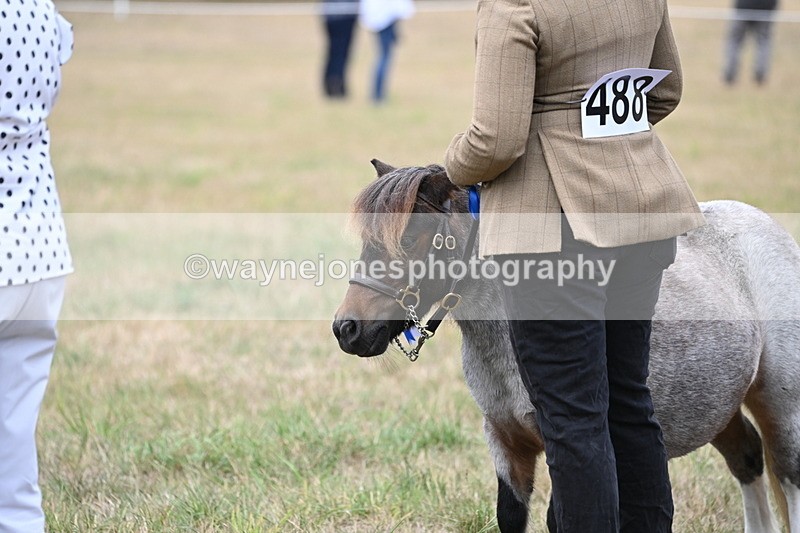 WJ6_5814 - Class 18 In-hand Coloured