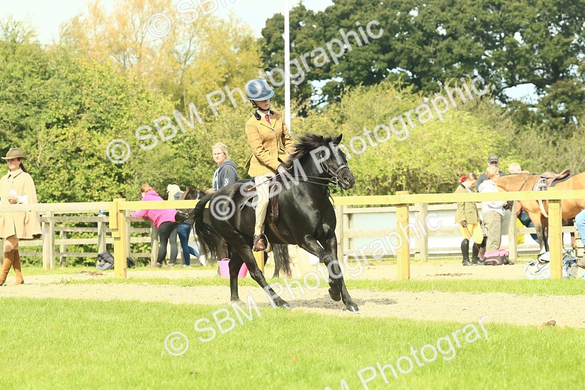 SBM_66514 - S34 - Rehabilitated Rescue Horse & Pony In Hand & Ridden