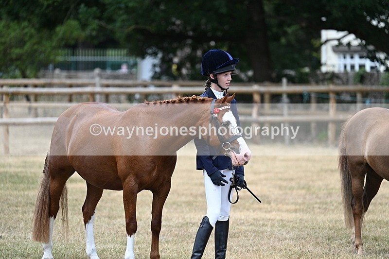 WJ7_1484 - Class 4 Prettiest Mare up to 14.2hh in hand